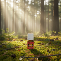 Frankincense oil in pine forest morning mist